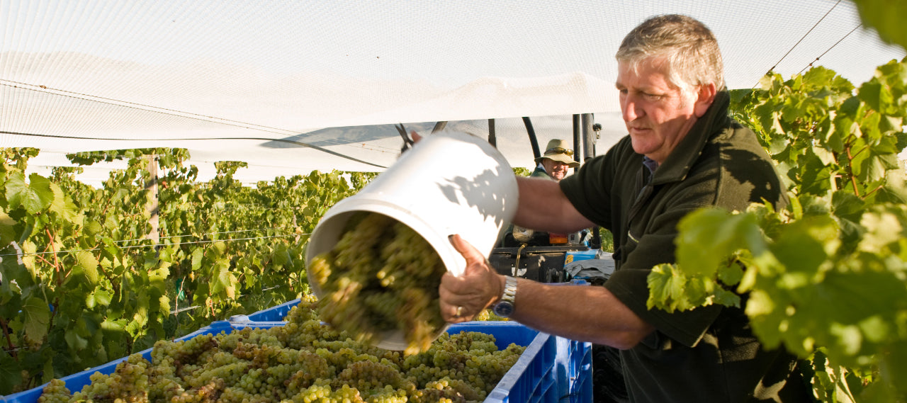 Vintage 2017 - "FOUR SEASONS IN ONE BUNCH!"