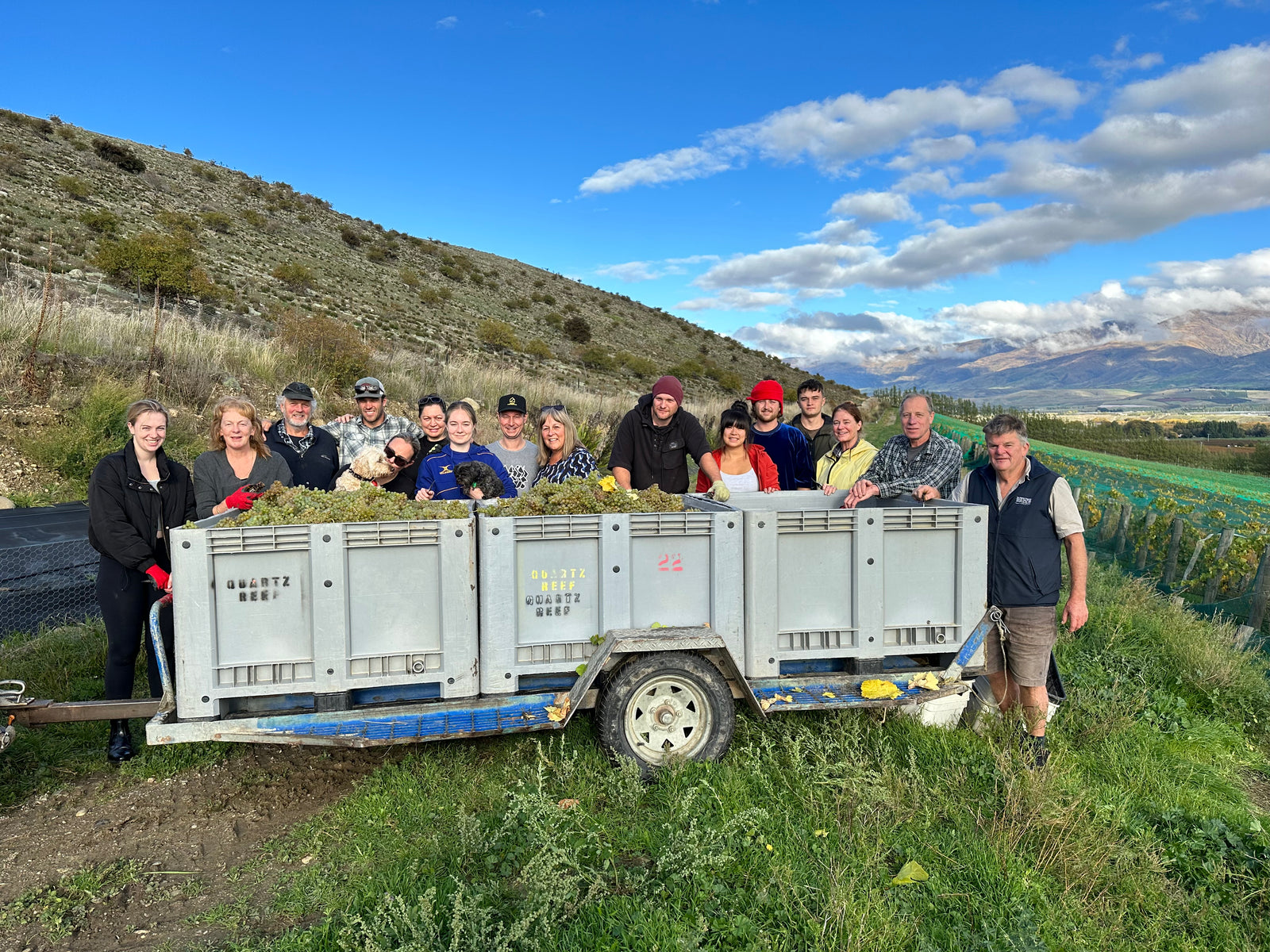A day in the Vineyard: Grüner Veltliner picking 2023