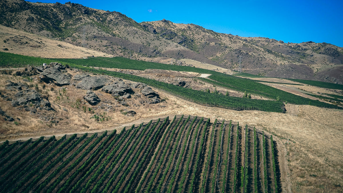 Jamie Goode: New Zealand is making some of the world’s best Pinot Noir