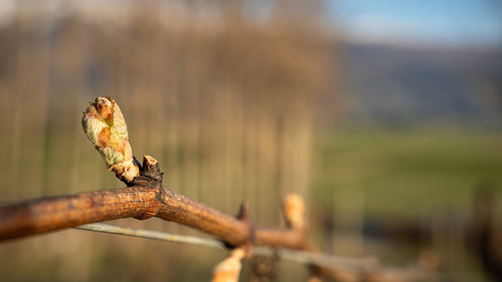 Budburst Has Arrived at Quartz Reef