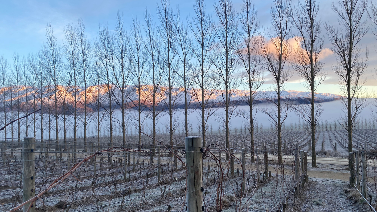 VIVA TOP 50 WINERIES OF 2025 - LIFETIME ACHIEVEMENT AWARD